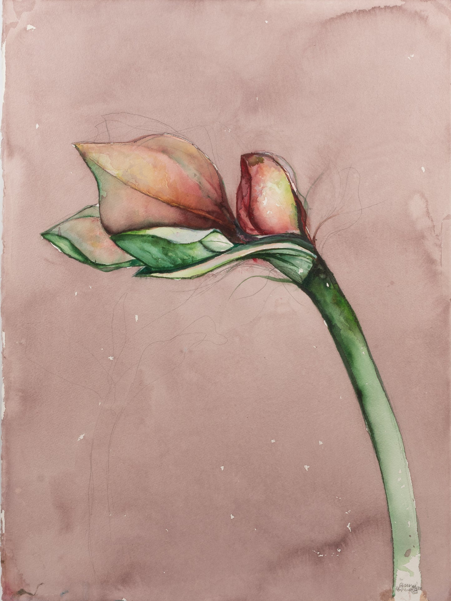 amaryllis
