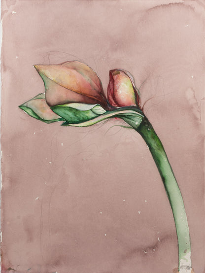 amaryllis