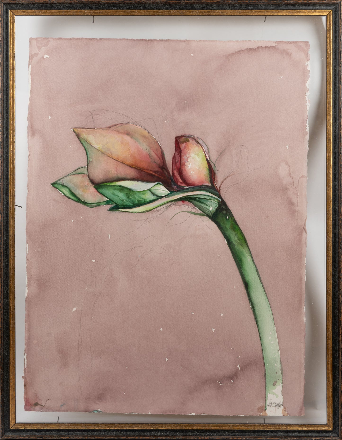 amaryllis