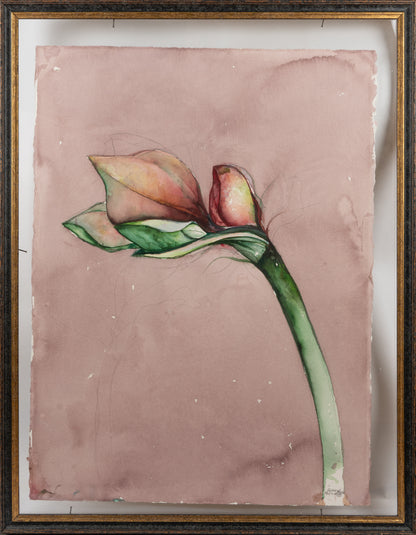 amaryllis