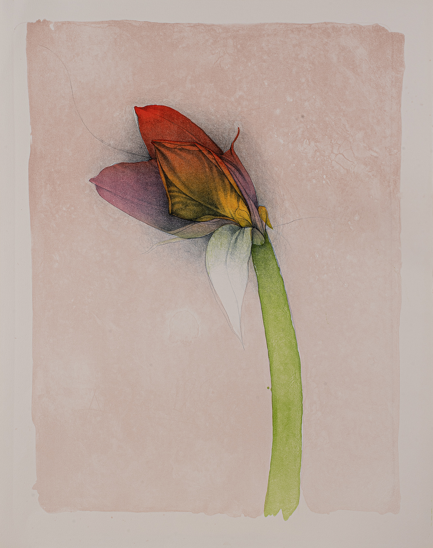 amaryllis