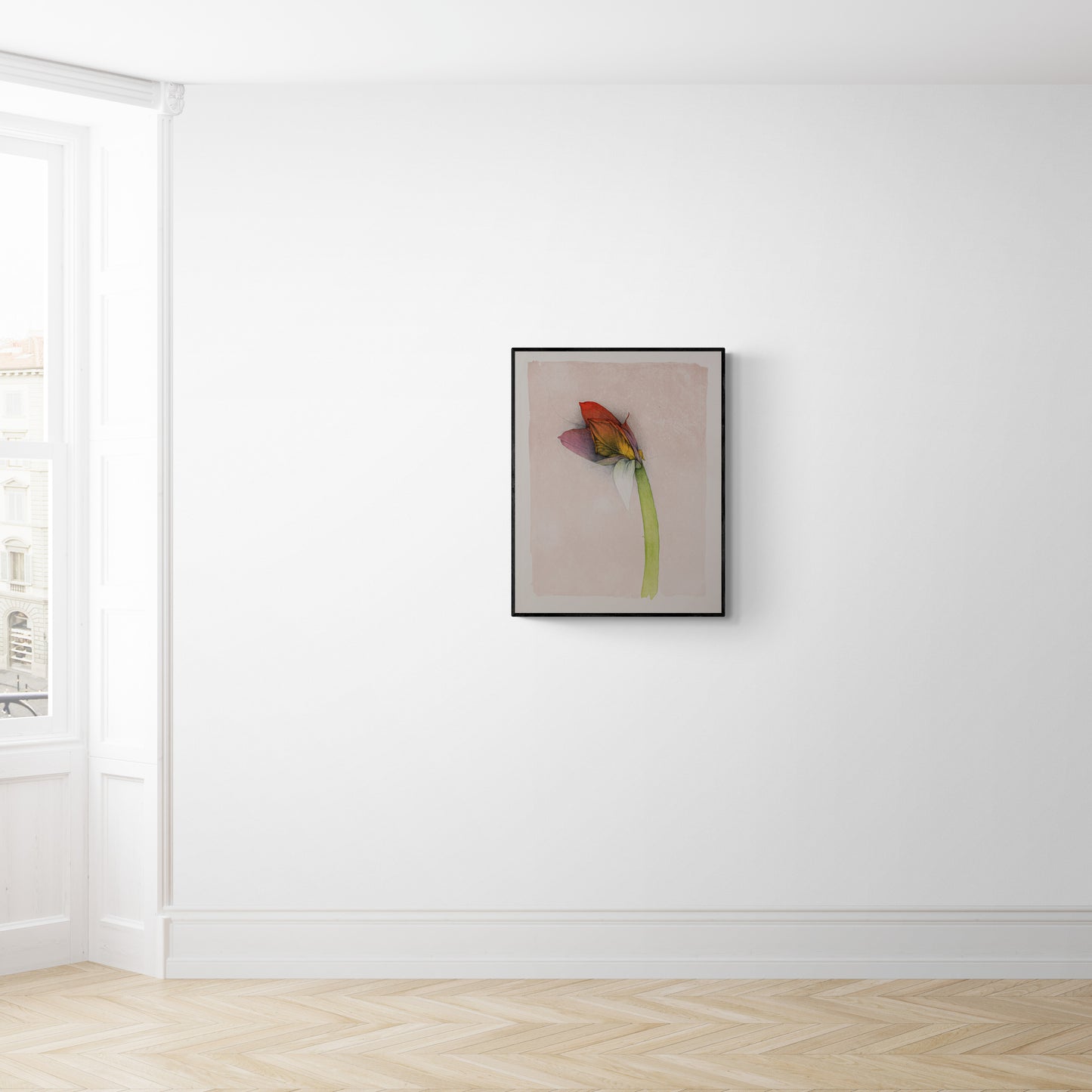 amaryllis