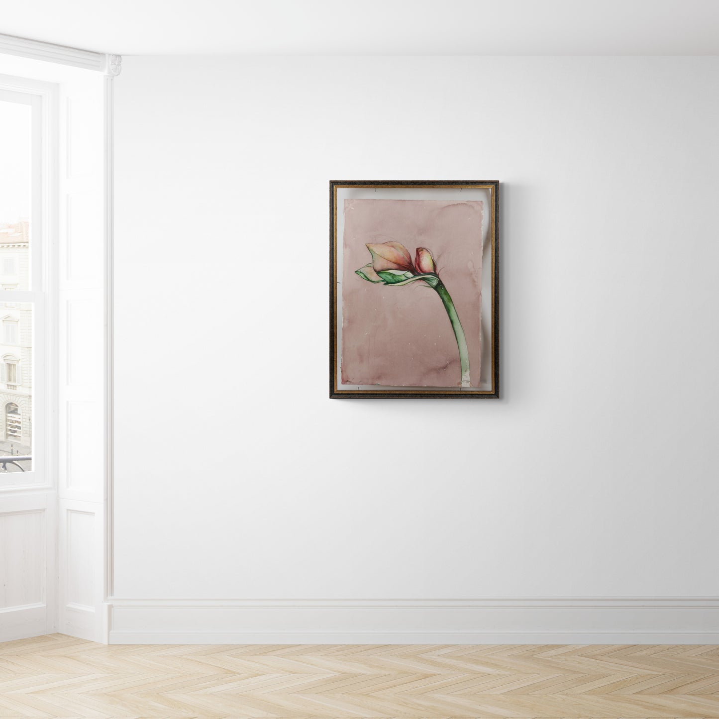 amaryllis