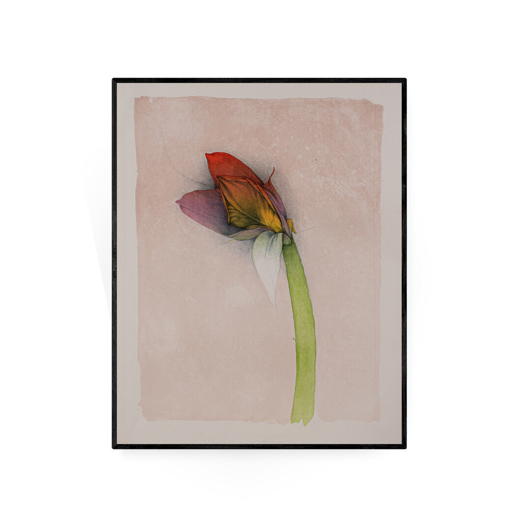 amaryllis