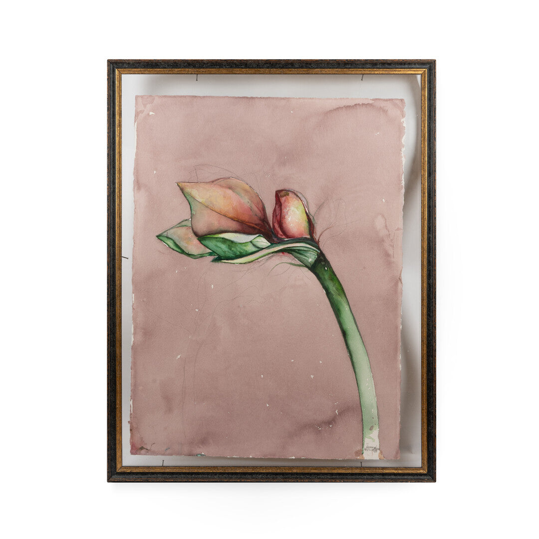 amaryllis